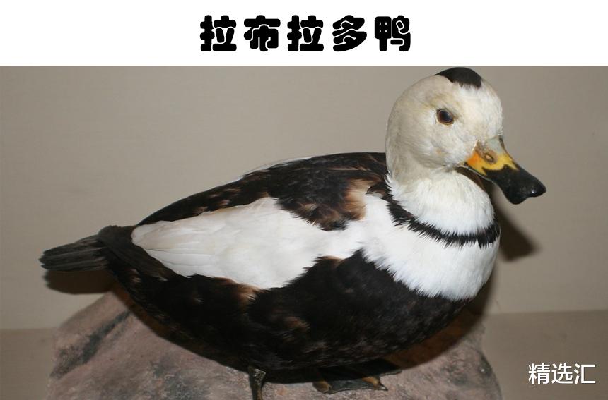 科学家|未来可能会重新出现在世界上的9个已经灭绝的生物