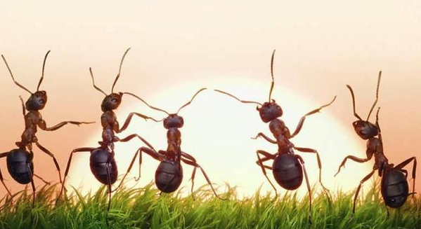 三维空间|蚂蚁看不到人类,不相信人类存在,“无神论”也是同理吗?