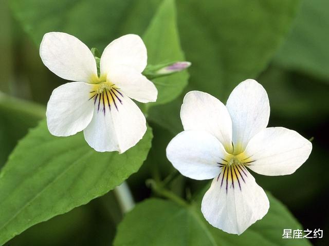 「金牛座」在6月份，满目柔情，藕断丝连，回心转意的三大星座