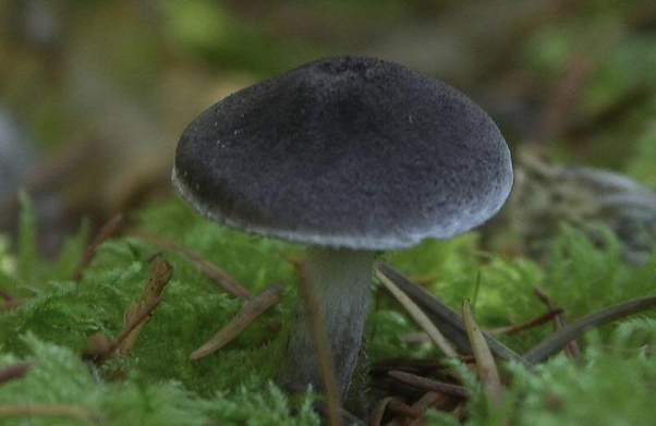 黑色素|长在切尔诺贝利,靠吃辐射繁殖,或将成为宇航黑科技