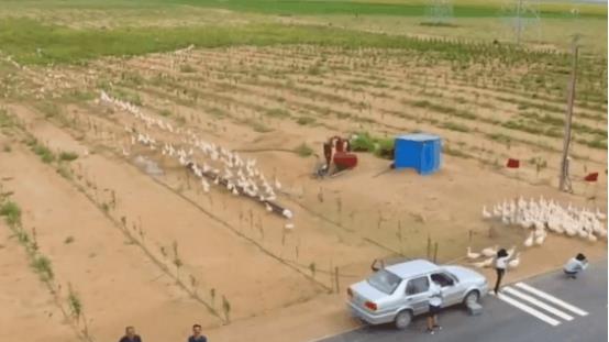 |美国学者：用2000只鹅就能解决世界难题，中国简直“反人类”操作