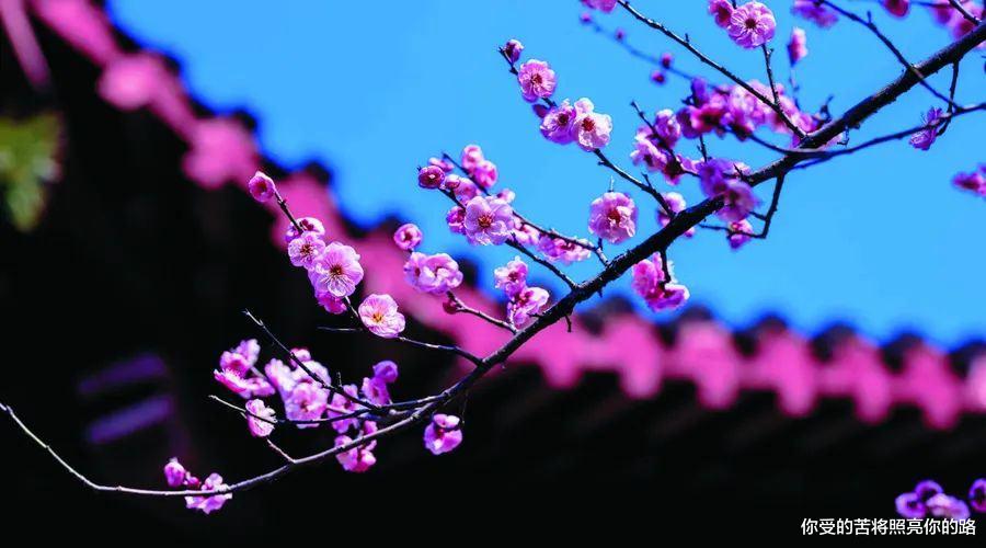 狮子座|到7月中旬,走上发财路,3属相喜鹊报喜,贵人指点,美梦成真