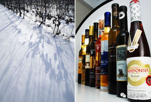 葡萄园：冰酒二三事