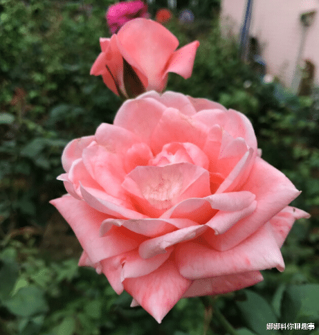 属鸡|10月17号开始，4属相贵人如云，好运挡不住，家庭幸福喜事多