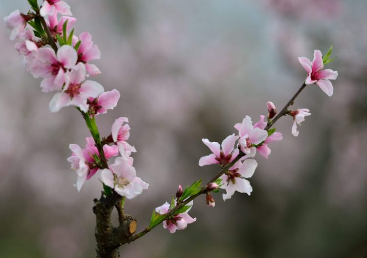 「生肖」让男人爱的死去活来的三生肖女，素颜也好看，不化妆就能出门