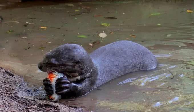 【食人鱼】亚马孙河现“水中狼”，一天要吃8斤鱼，不怕美洲豹，连凯门鳄也敢杀！