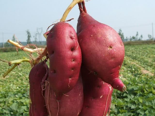 #血糖#得了糖尿病怎么办？工资少也要吃4物，能助你血糖稳定不上升