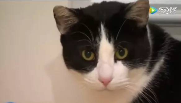 被三只恶狼死死围住，猫咪勇敢将对方击退，保护主人安全