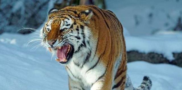 老虎■老虎求爱不成妄图武力威胁，被摄影师全程拍下，表情动作实在高能