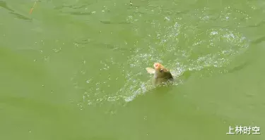 上林|过瘾!200名垂钓高手集聚上林!究竟谁才是大师?