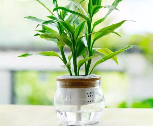 「甲醛」家里万万要摆放这5种植物,聪明人就知招财旺宅,身体越住越健康