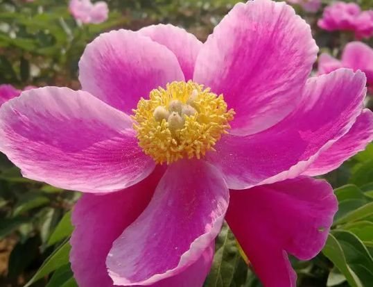 旧爱|9月中旬，4属相财星入驻，财源滚滚，好运连连，喜事进门