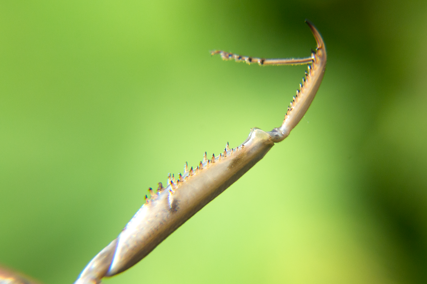 昆虫|螳螂,昆虫界战斗力爆表的刀客,却终难敌人性的贪婪
