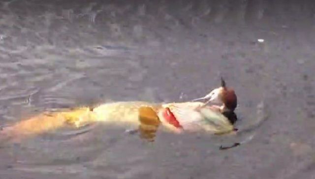 #标题党#小伙河边钓鱼，发现一条鱼向我漂来，定睛一看，两眼发傻