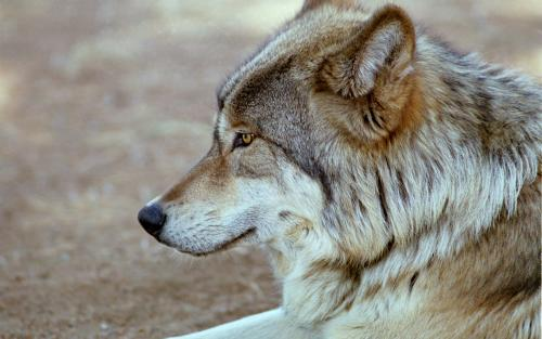 老虎|狼群中个头最大的狼王,是普通孟加拉虎或者雌狮的对手吗?