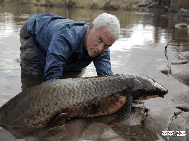 「」世界上最狠的鱼，吃掉自己的一半身体，让它的天敌无肉可吃