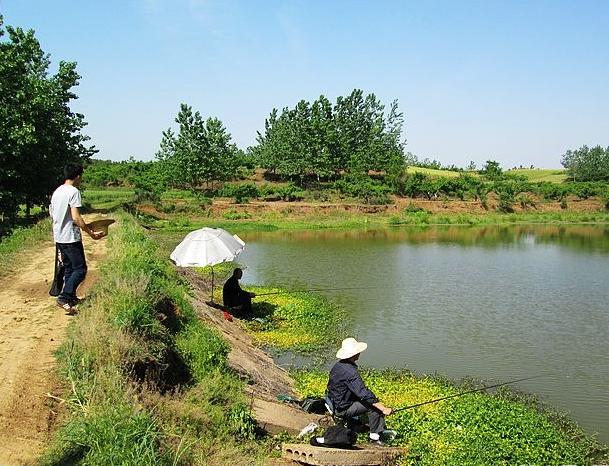 |常混集在杂鱼群中，垂钓者对它恨之入骨，现今市场价100元一斤