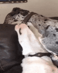 |“如今的姑娘，都爱穿软妹裙吗？真让人小鹿乱撞！”哇哈哈哈！