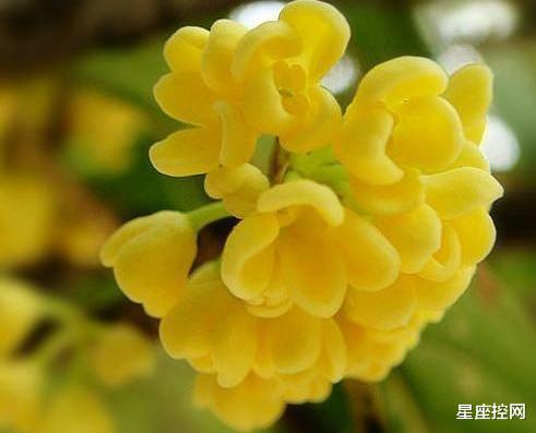 属狗|几日出生的人，立秋过后，发展更好，秋风十里，喜悦百日，丰收大