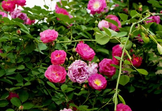 无忧无虑@6月中旬，4属相财大气粗，喜上眉梢，生活无忧无虑