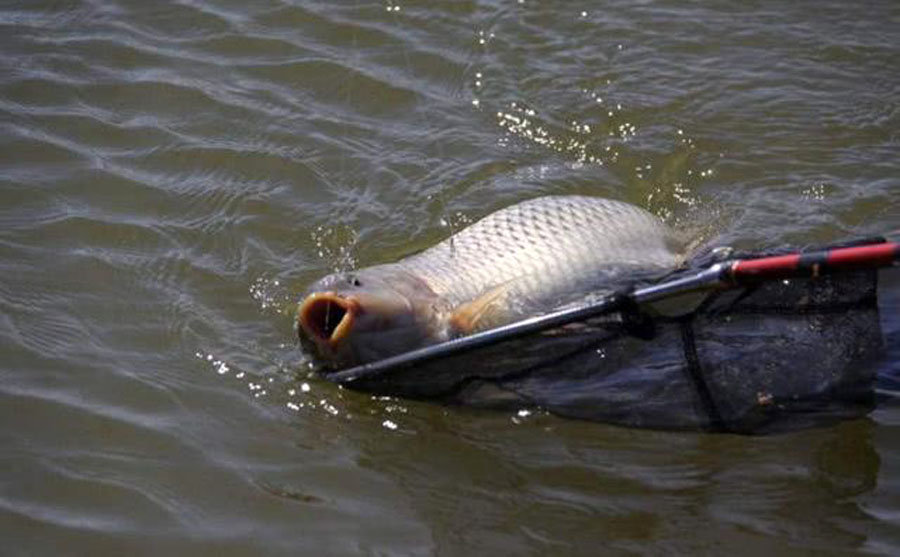 饵料|黑坑如何解决水底“酱层”问题的？我提供3种方法