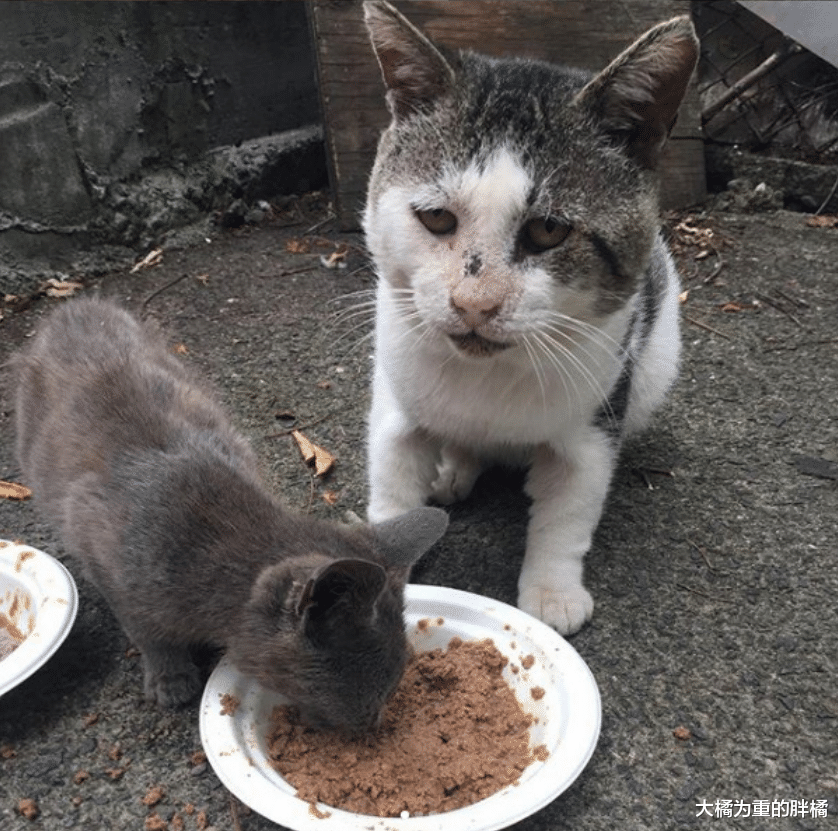 流浪猫在外生活了8年，还照顾了小黑猫，却对接济它的人很不友好