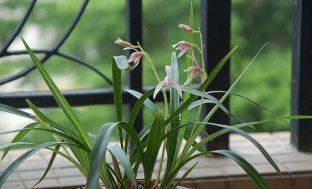 吉星|在10月1号后吉星照耀，横财大赚，时来运转的三生肖