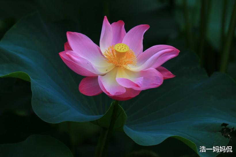 [生肖]6月18号的3生肖，贵人辅佐，偏财大旺，好运傍身发展顺遂！