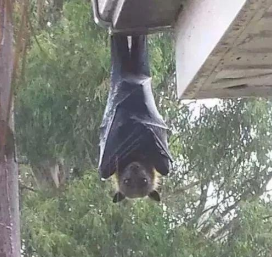 地衣|地球危险了?澳大利亚城市出现大量“吸血鬼”,学者:人类要重视