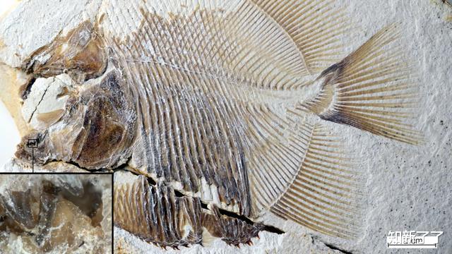 活火熔城▲进化自我复制的8个狂野的例子