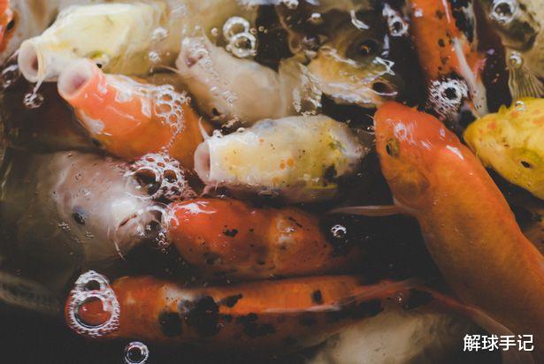 【】疫情彰显土豪本色,鲁尼15万英镑买金鱼,只为在别墅可以进行垂钓