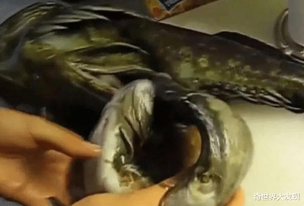 鱼肚|男子发现一条大肚“怪鱼”，回家剖开鱼肚后的发现令他难以置信