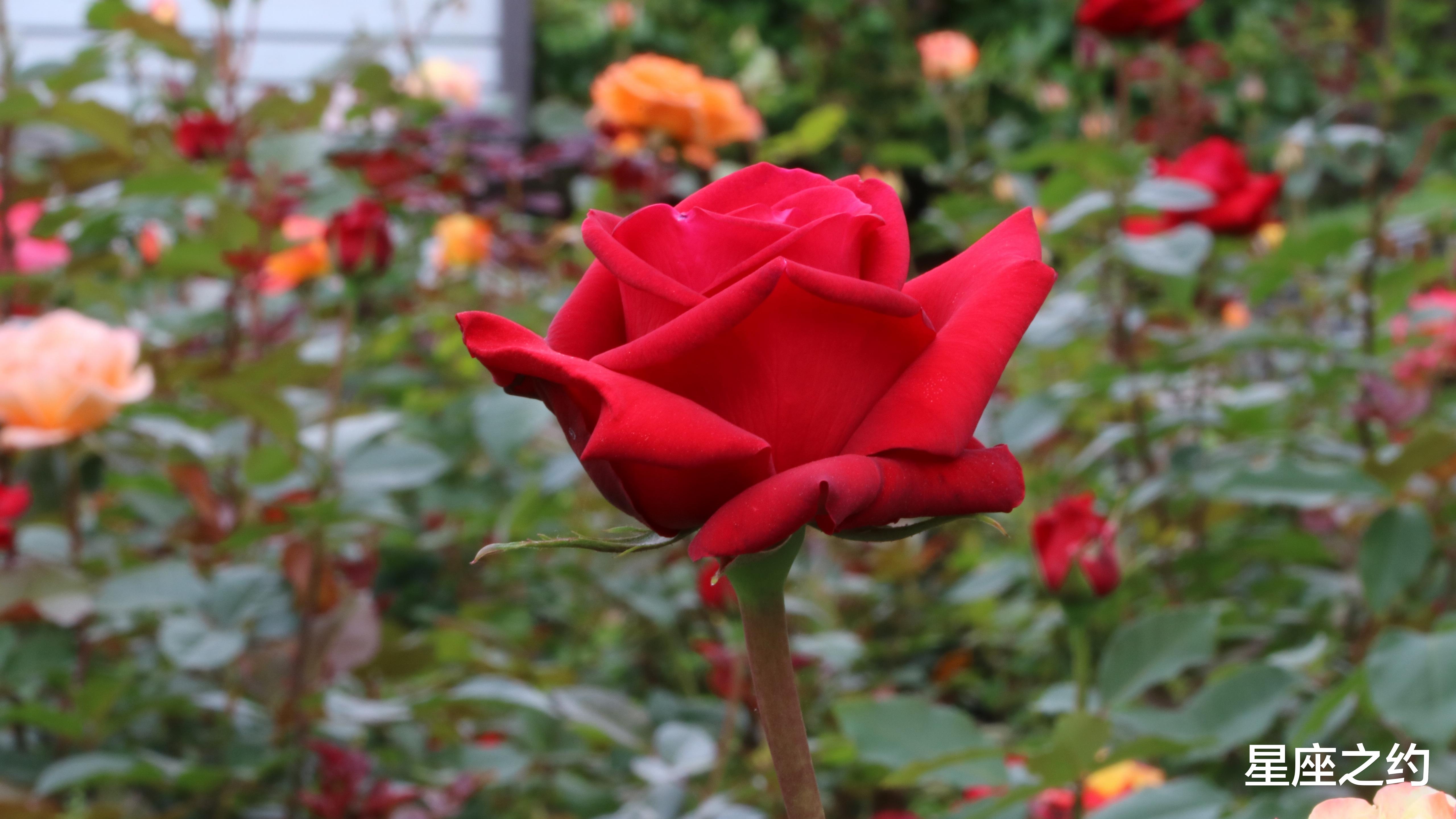 旧爱|在10月份，久别重逢，牵手旧爱，不负芳华的三大星座