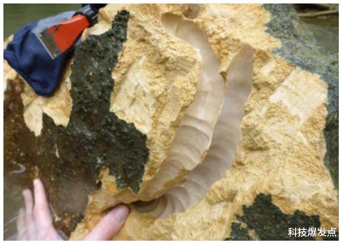 「科学家」以石头为食的虫子,分泌有腐蚀性的黏液,科学家:是一大威胁!