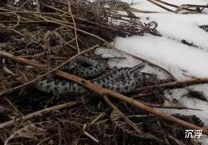 毒蛇|最抗寒的毒蛇——极北蝰,唯一在北极圈内出现的蛇,我国也有分布