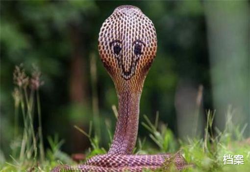 毒蛇|赤链本无毒,可为何会被认为是“剧毒蛇”?原来是毒蟾说了算!