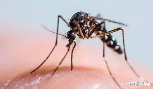 [微生物]蚊子吸了艾滋病人的血后，再去吸他人血，会导致艾滋病传播吗？