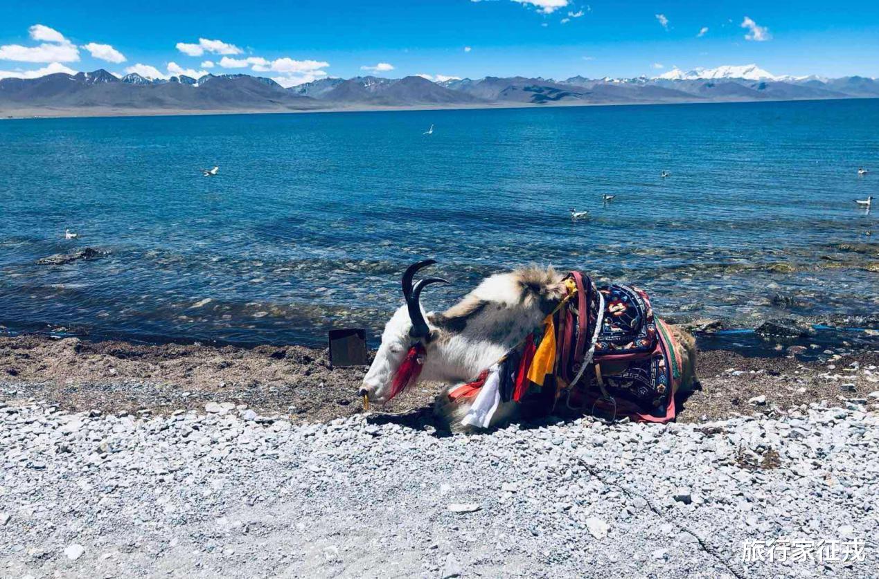 拉萨|拉萨到底是怎么样的？这是我去拉萨的感受