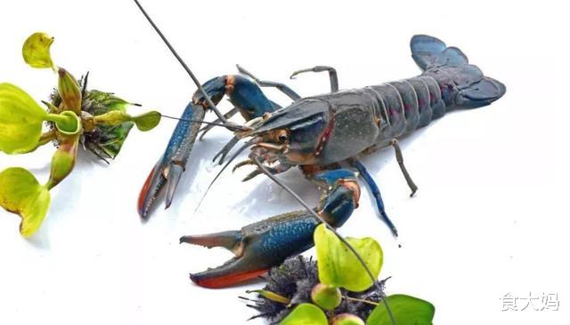 龙虾|全世界最“奢侈”的4种海鲜，最后一个产自中国，很少有人见过