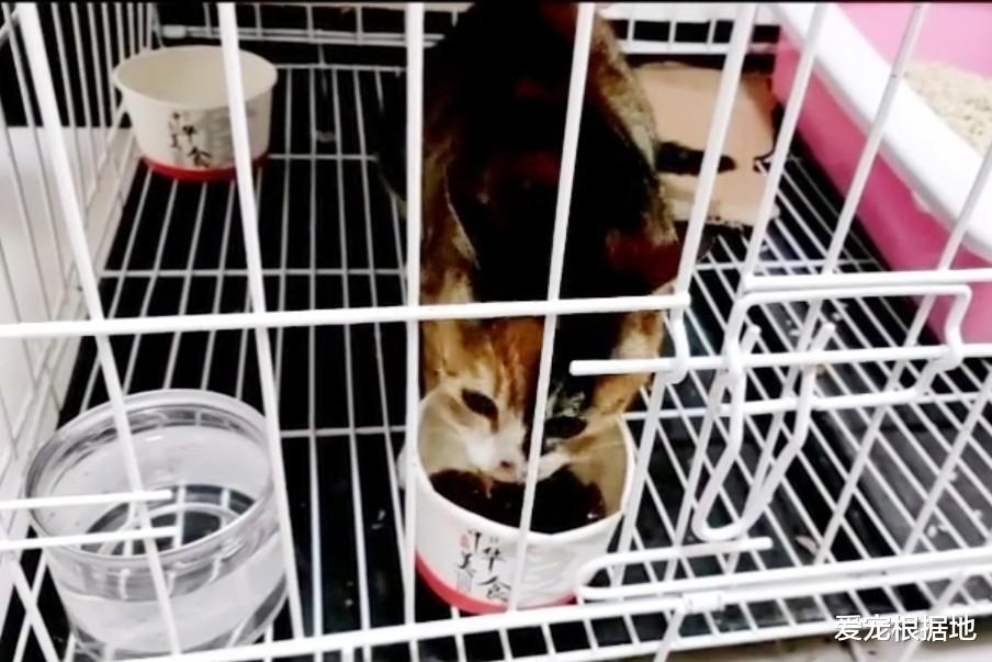 比流浪猫还惨的家猫，大冬天被主人拴在室外，三天吃上一顿饭