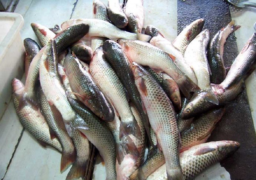 「烤鸡翅」此鱼和挨饿的草鱼似有几分相像，生活在咸淡水交界处