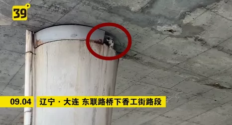 吊车|大连一立交桥下，临时封道，吊车出动…只为救下它