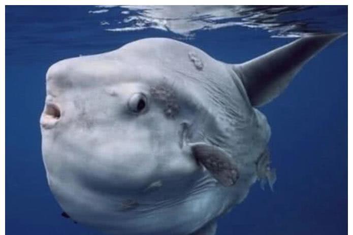 『翻车鱼』史上最弱的鱼，连游泳都不会，幸好生育力爆棚，不然早灭绝了