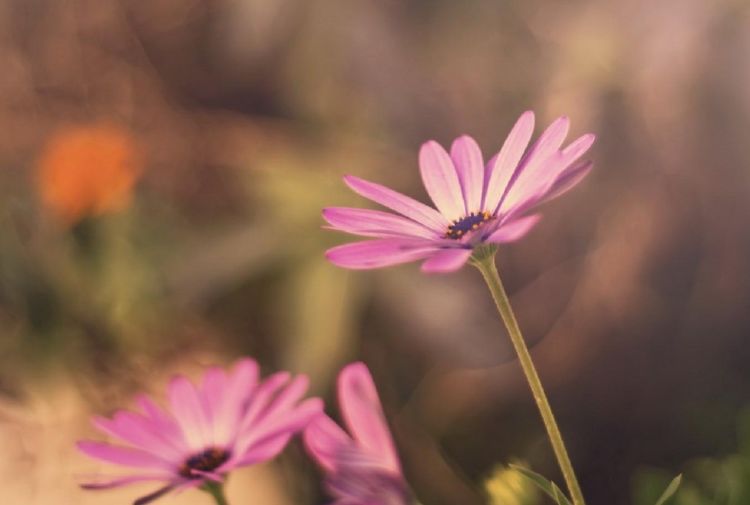 生肖▲天底下最好色的三生肖女，命犯桃花，老了也有人追、容易喜新厌旧