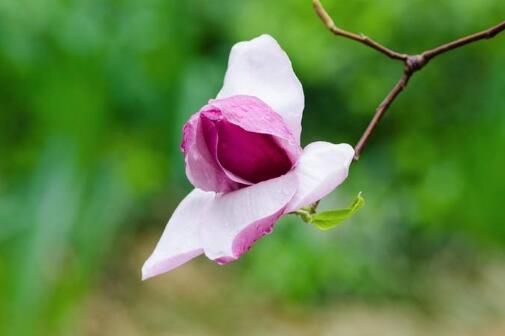 生肖|10月1号开始，春燕衔财送喜到，财来福来桃花来，喜报频传的生肖