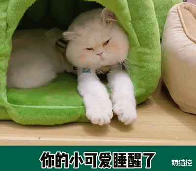 别看猫主子平时优雅端庄，嫉妒起来简直面目全非