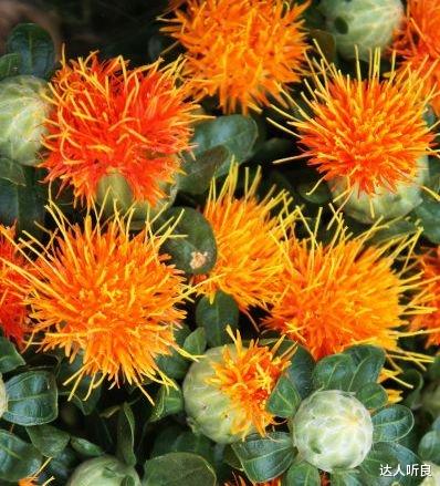 运势|9月初,富贵来到,喜上眉梢,4属相事业稳步提升,前途一片光明