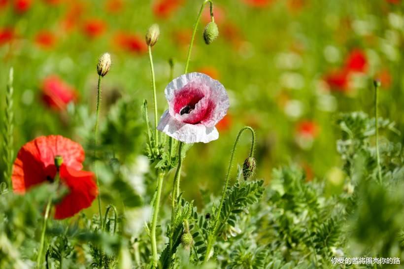 「」未来半年贵人相助，财运大大增强，四属相大财天天发，有钱乐哈哈