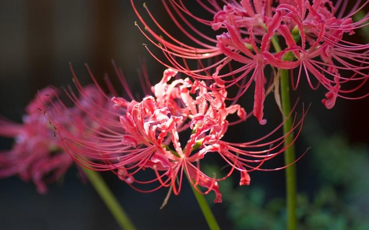 金牛座|下个月,桃花坠满地,桃花盛开真爱出现,偶遇心爱人的4大星座