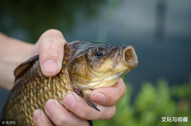 「蓝调」吃剩下的鱼骨可以DIY成手串，文玩爱好者可以试试